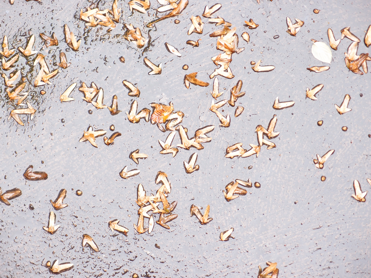 2019-09-17 Blätter auf (feuchtem) Boden